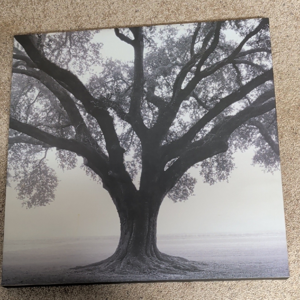 Tree of Life Black & White Photo 23.5 By 23.5 Stretched Canvas Art - Picture 2 of 10